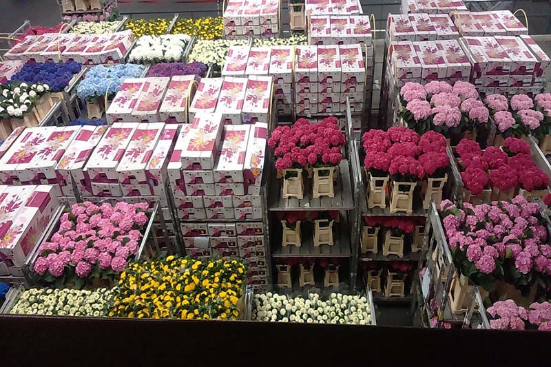 Blumenauswahl am Großmakrt